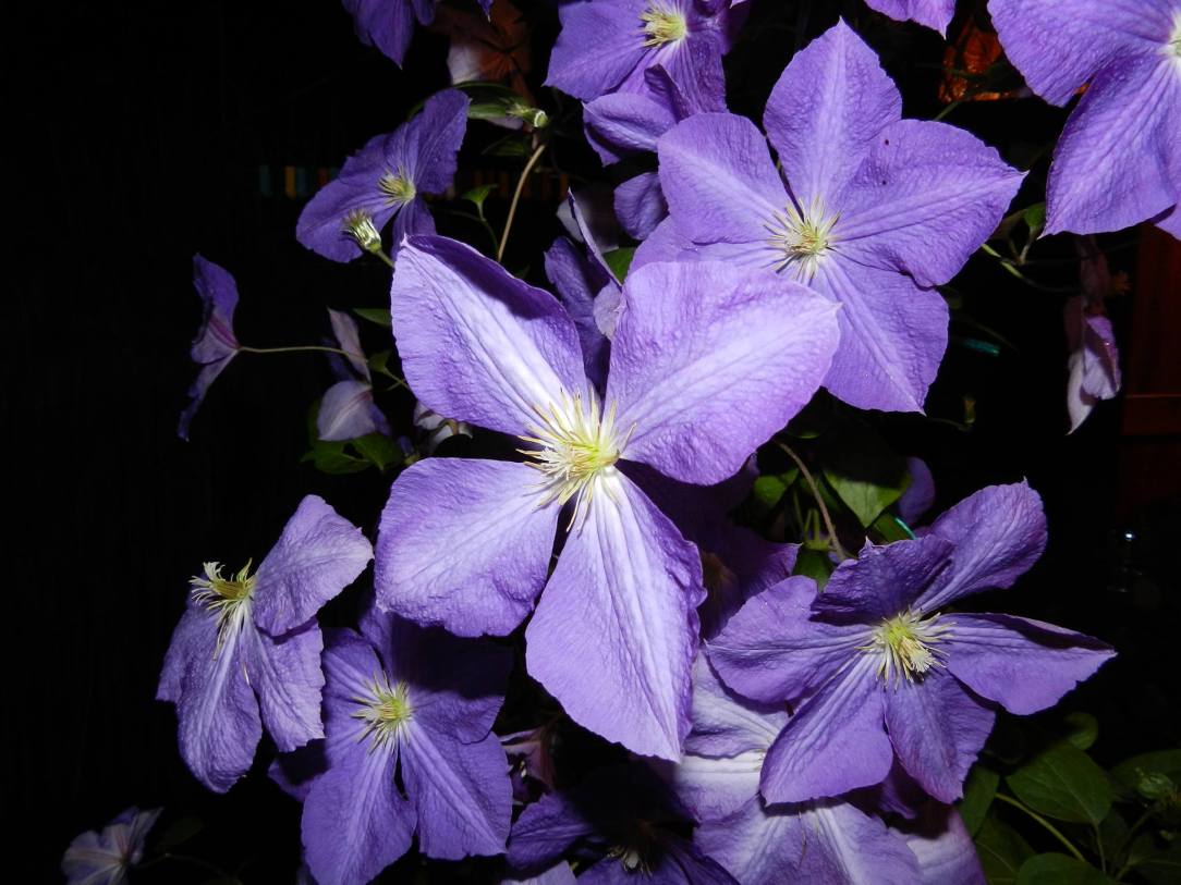 12171695_894956523932237_1886588640_o